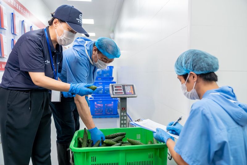 食材验收现场，工作人员对黄瓜进行称重与质量检查